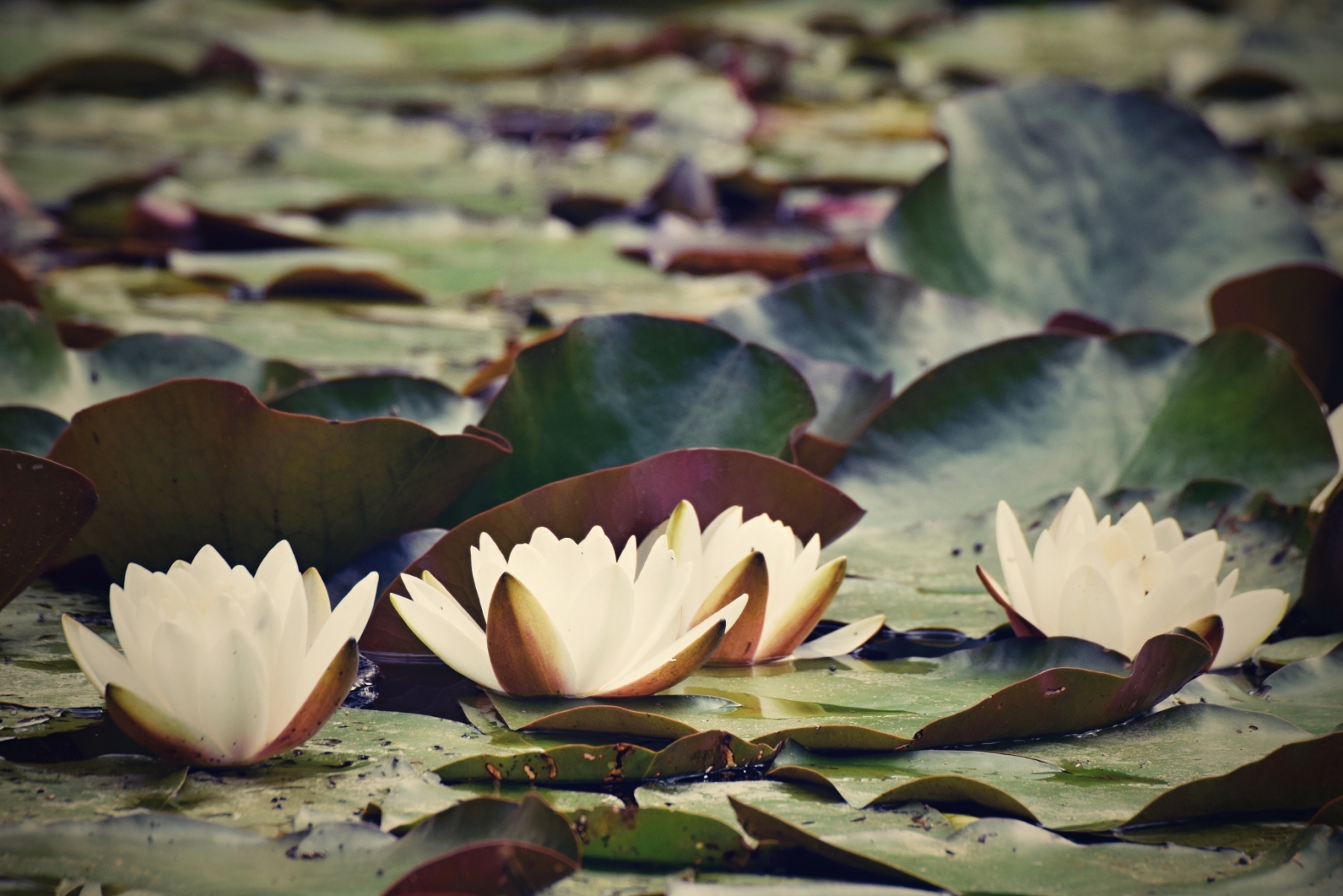 fleurs-aquatiques-flottantes