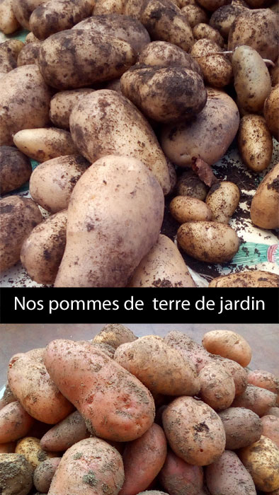 pomme de terre bio