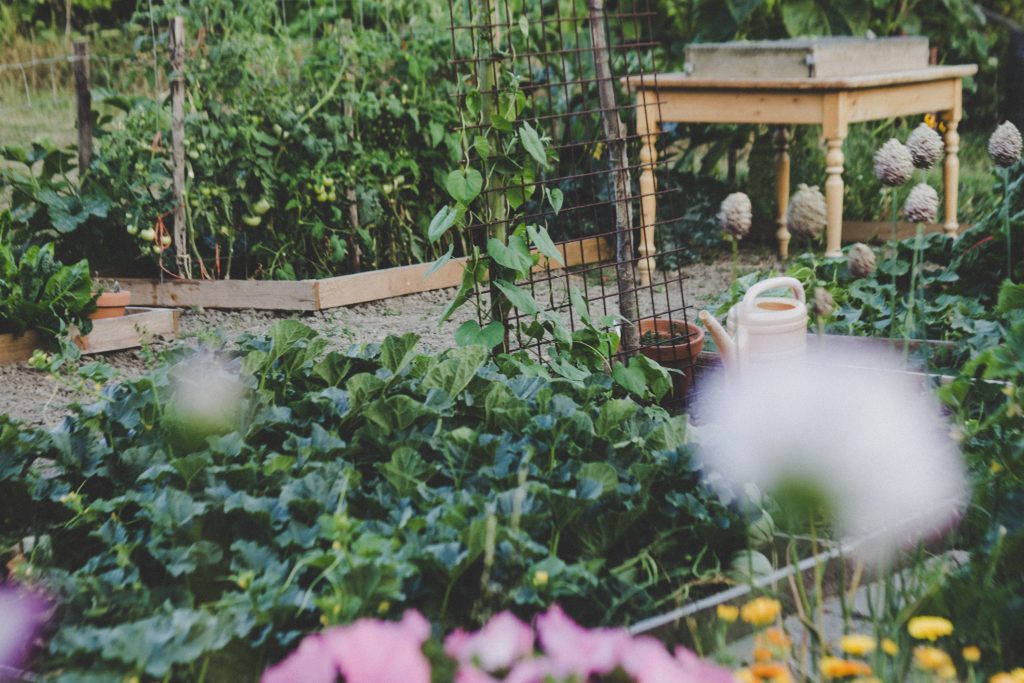 Un jardin potager avec des legumes