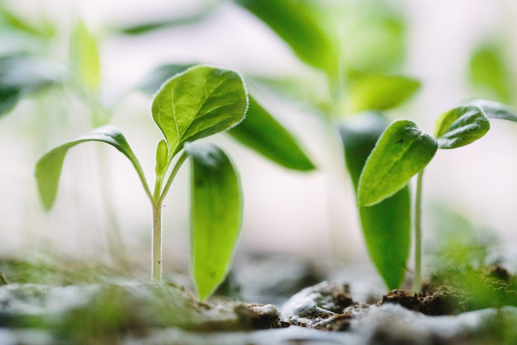 Plantes et jeunes pousses