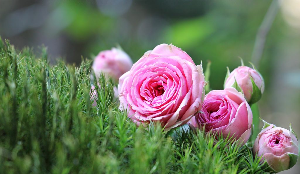 Roses de couleur rose dans un massif